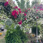 Miracle Garden Willa Wlora