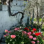 Willa Miracle Garden *