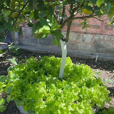 Miracle Garden * Vlorë