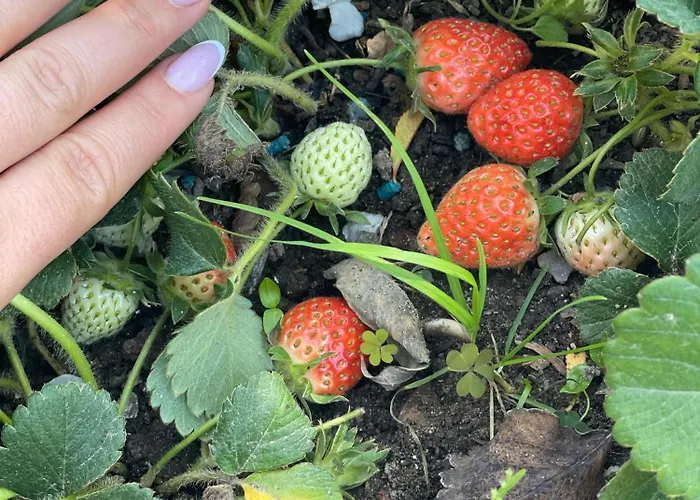 别墅 Miracle Garden