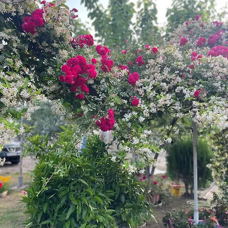 Miracle Garden Villa Avlonya