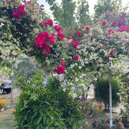 Miracle Garden Villa Vlore