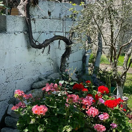 Villa Miracle Garden *