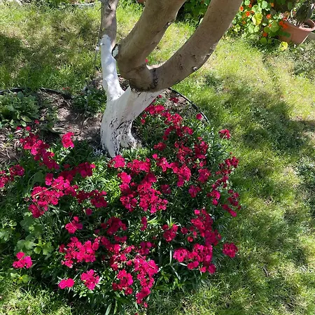 Miracle Garden *