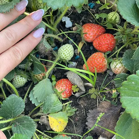 Villa Miracle Garden