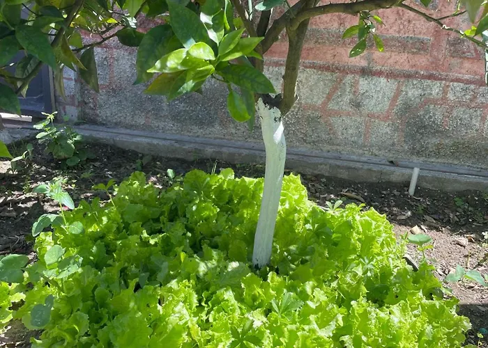 Miracle Garden * Vlorë